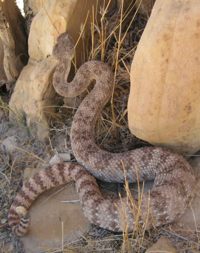 Speckled Rattlesnake 408
