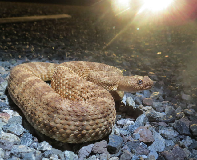 Speckled Rattlesnake_3511