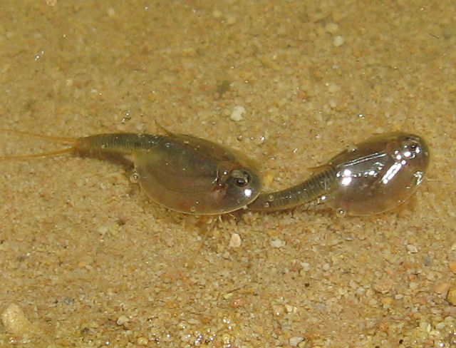 Tadpole Shrimp 106