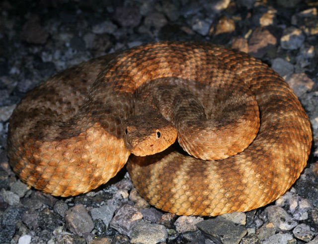 speckled rattlesnake_6002