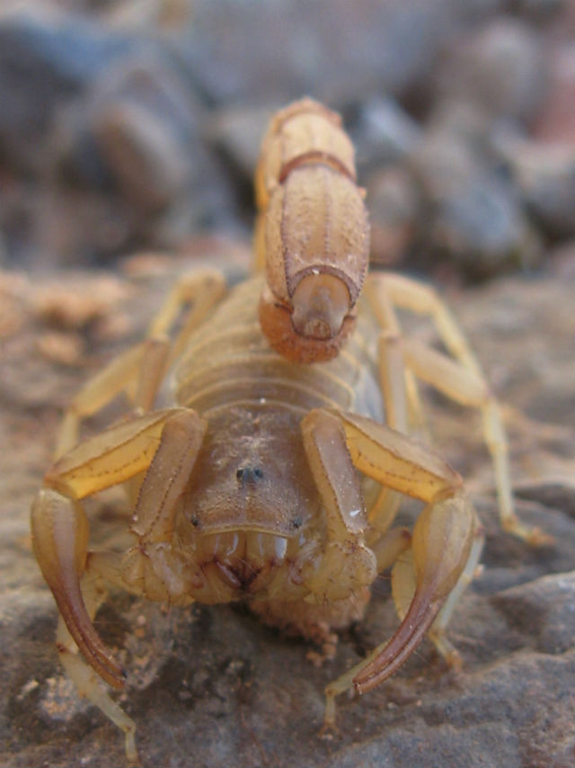 Stripe-tail Scorpion 264
