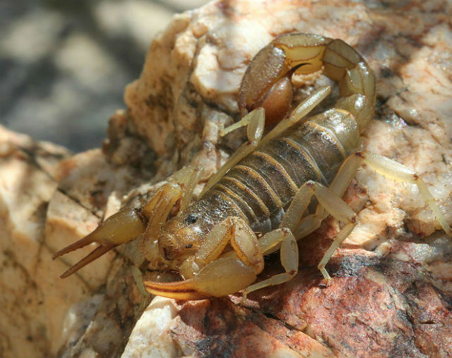 Stripe-tailed Scorpion 0057