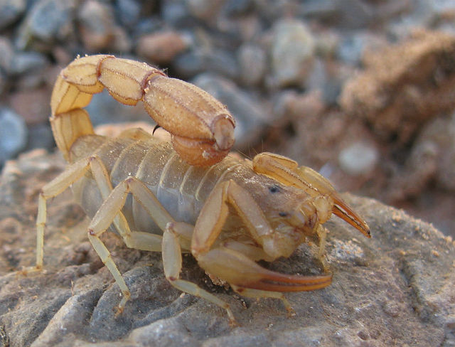 Stripe-tailed Scorpion 266