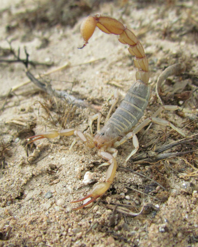 Stripe-tailed Scorpion_1228