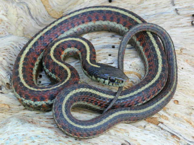 coast garter snake_5217