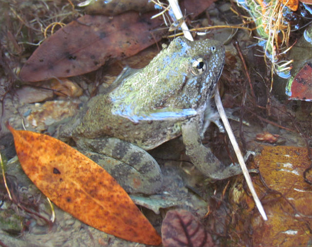 Foothill Yellow-Legged Frog_2484