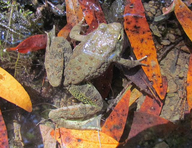 Foothill Yellow-Legged Frog_2504