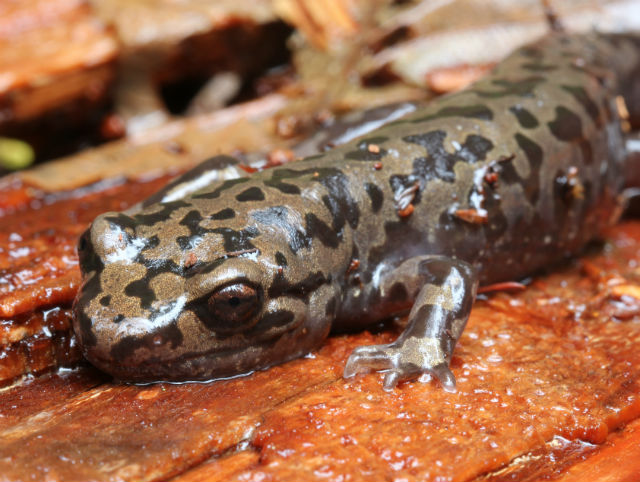 Pacific Giant Salamander 110