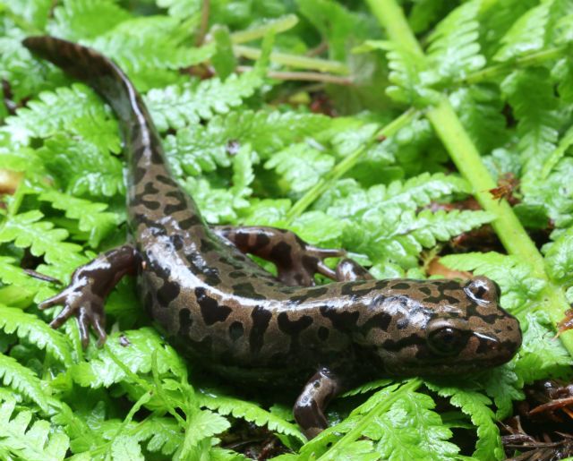 Pacific Giant Salamander 118