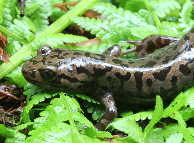 Pacific Giant Salamander 120