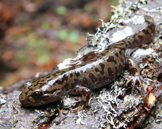 Pacific Giant Salamander 129