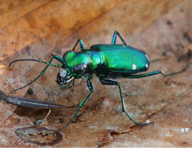 Six-spotted Tiger Beetle_5467