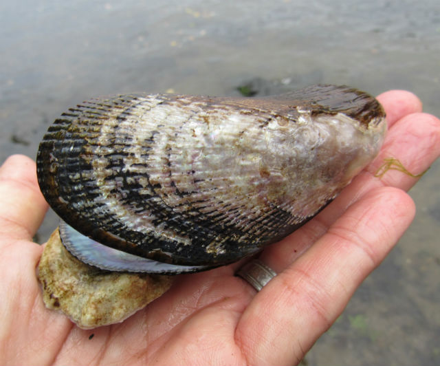 Atlantic Ribbed Mussel_8421