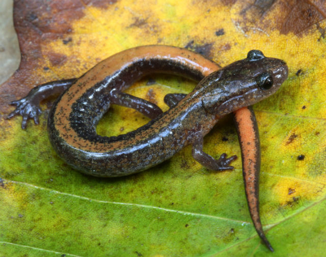 Zigzag Salamander_8253