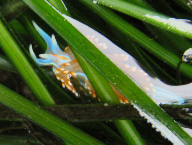 Opalescent Nudibranch_4089