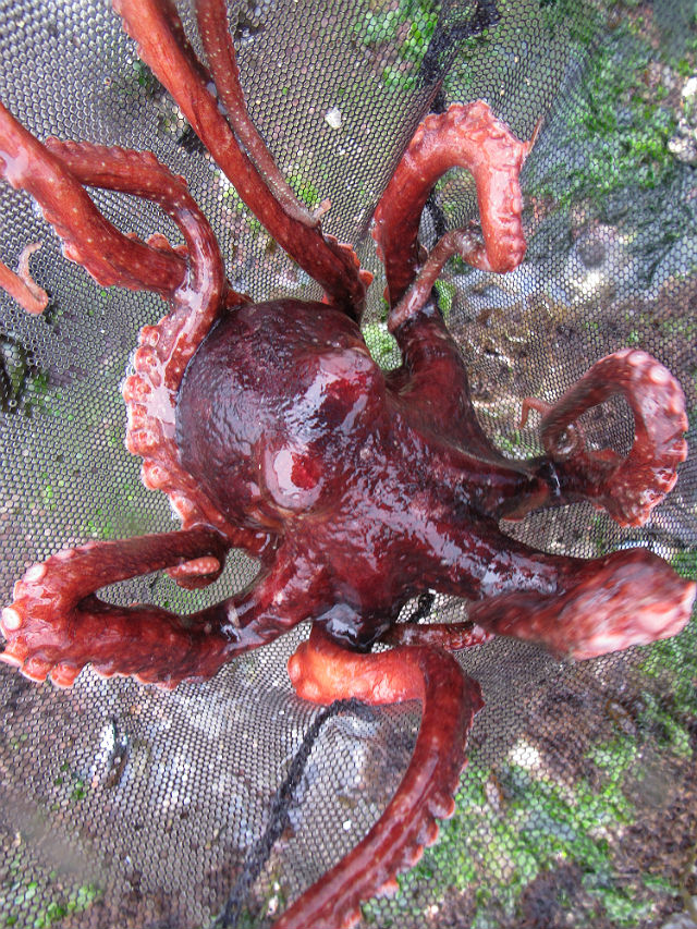 Pacific Red Octopus_4196