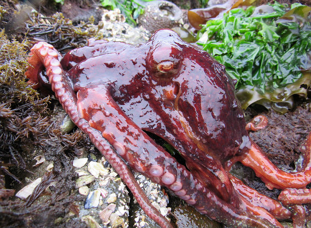 Pacific Red Octopus_4205