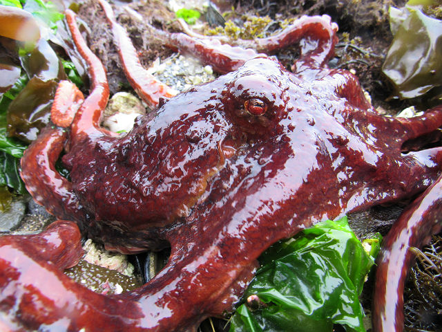 Pacific Red Octopus_4207