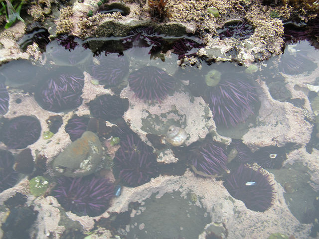Purple Sea Urchin_4122