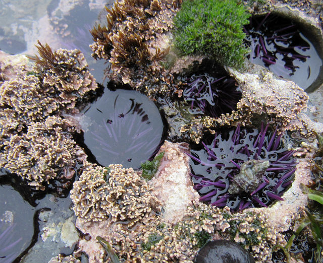 Purple Sea Urchin_4126