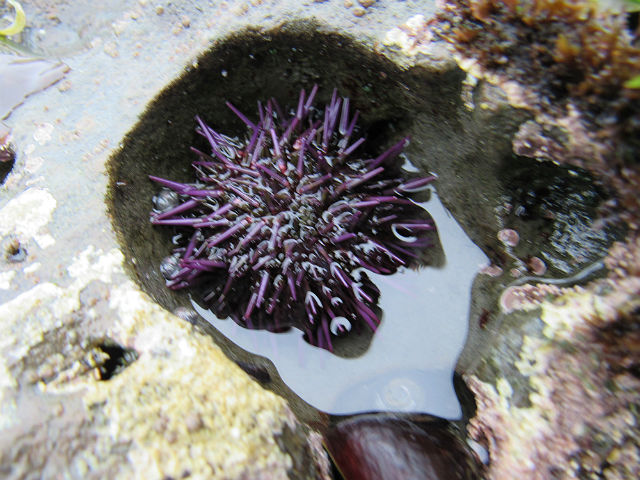 Purple Sea Urchin_4130