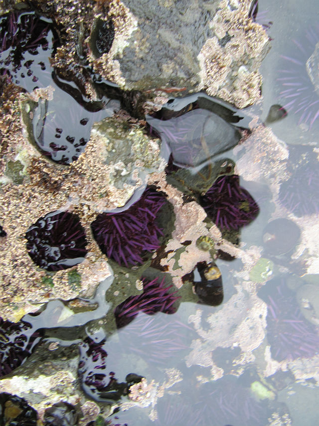 Purple Sea Urchin_4131
