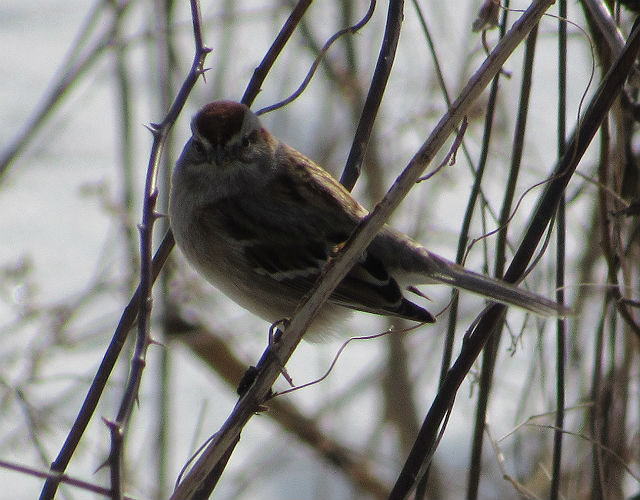 American Tree Sparrow_4148