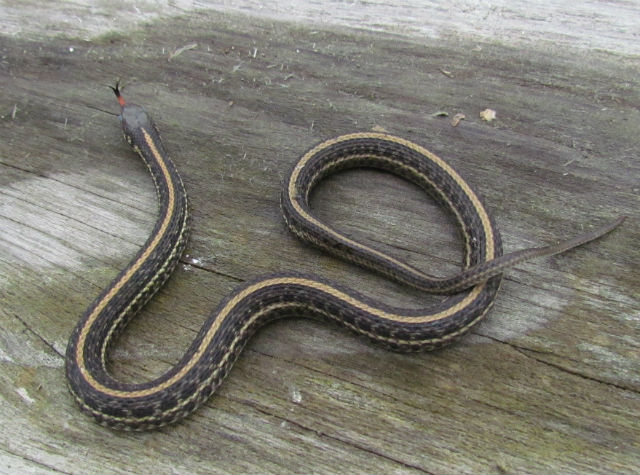 Plains Garter Snake_1851