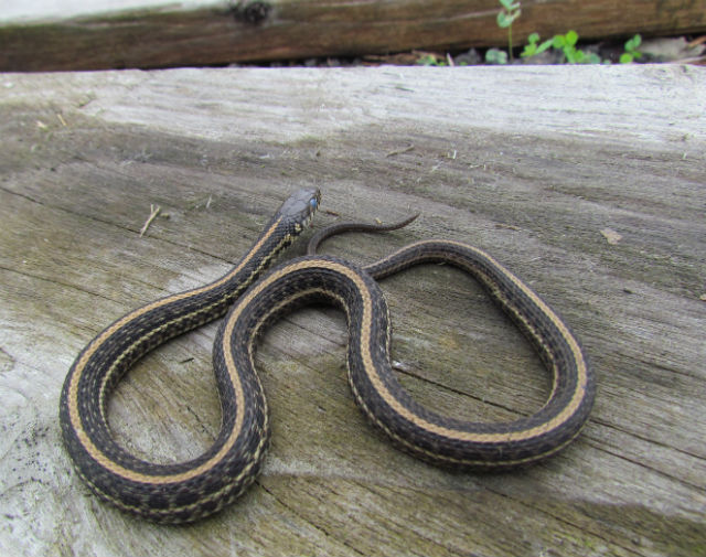 Plains Garter Snake_1855