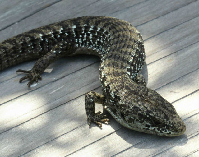 Northern Alligator Lizard_9378