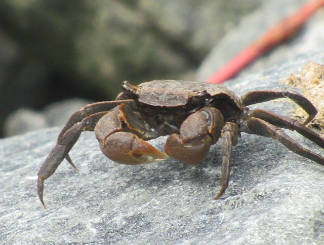 Marsh Crab_8655
