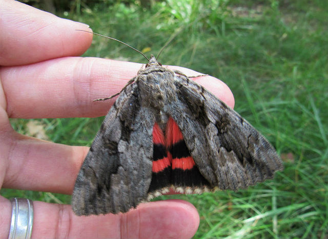 Sweetheart Underwing Moth_8042