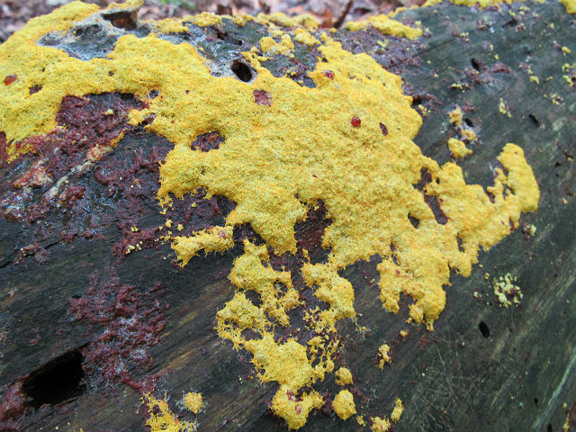 Yellow Dog Vomit Slime Mold_8896