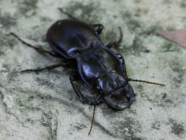 Blue-margined Ground Beetle_1446