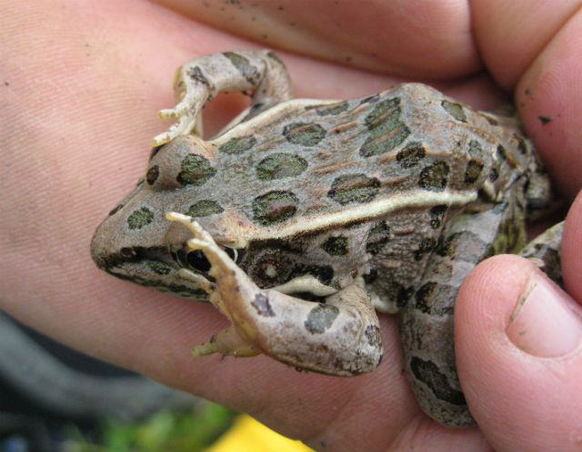 Plains Leopard Frog 10-02 056