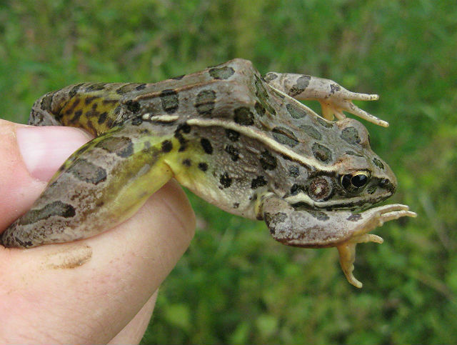 Plains Leopard Frog 10-02 059