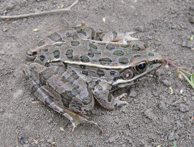 Plains Leopard Frog 10-02 060