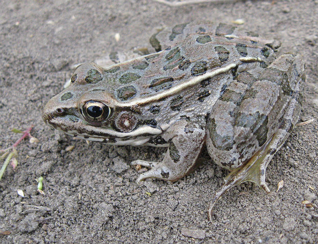 Plains Leopard Frog 10-02 064