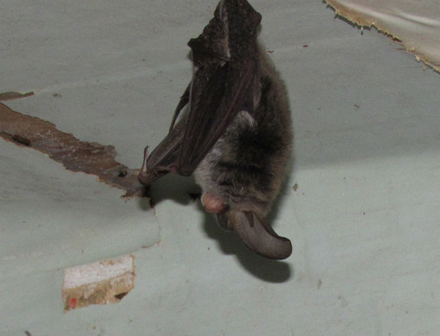 Rafinesques Big-eared Bat_0826