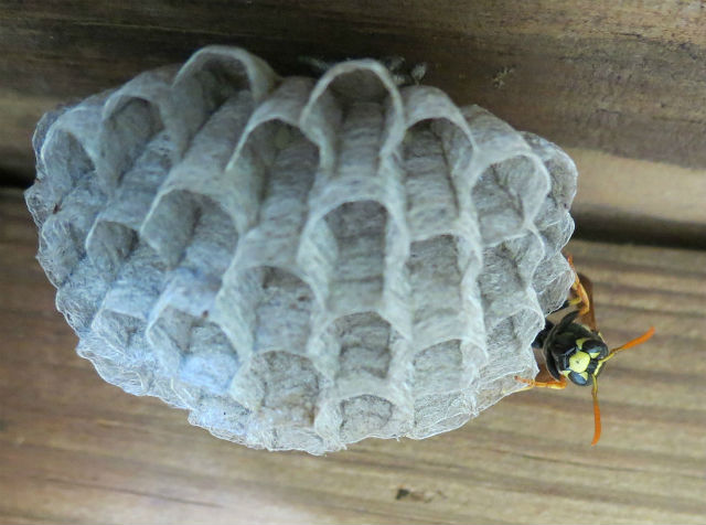 paper wasp_3715