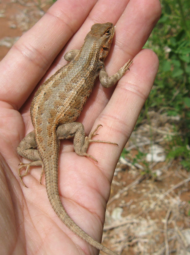 Sagebrush Lizard 049