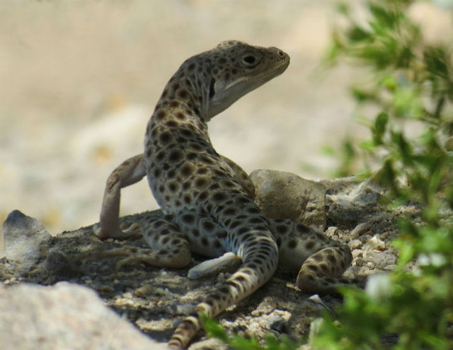 Leopard Lizard_2797