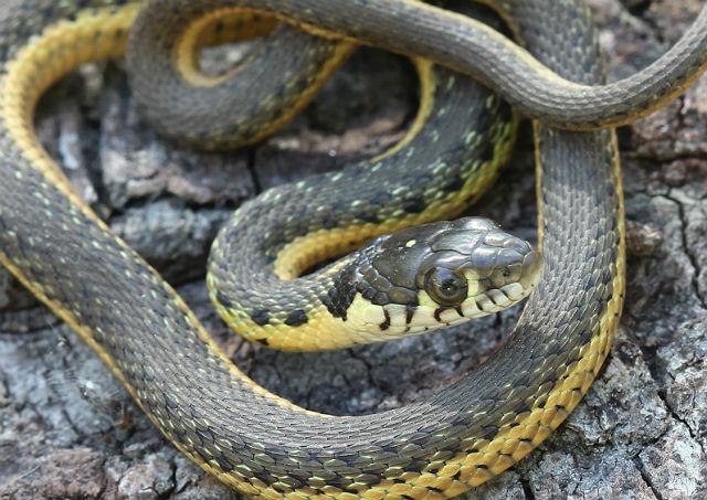 Two-striped Garter Snake_9853