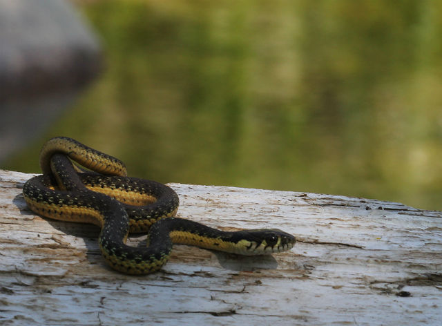 Two-striped Garter Snake_9855