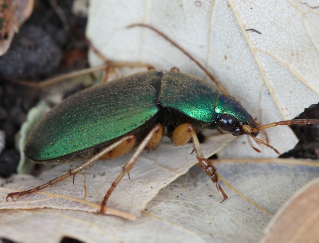 02 green ground beetle_6883