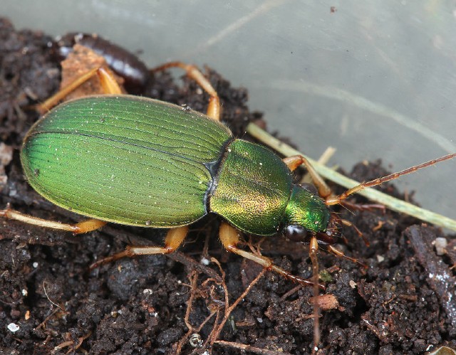 03 green ground beetle 011 (1)