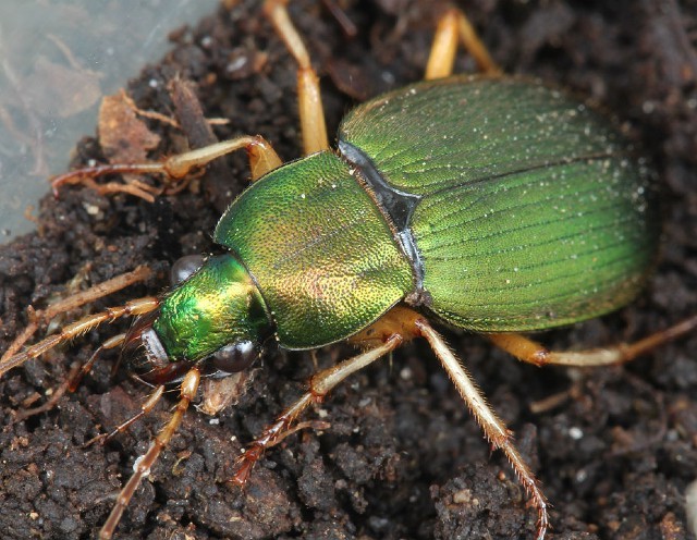 05 green ground beetle 013