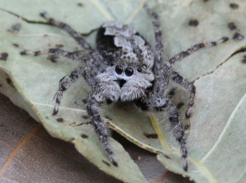 06 tan jumping spider_0381