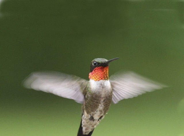 03 Ruby-throated Hummingbird