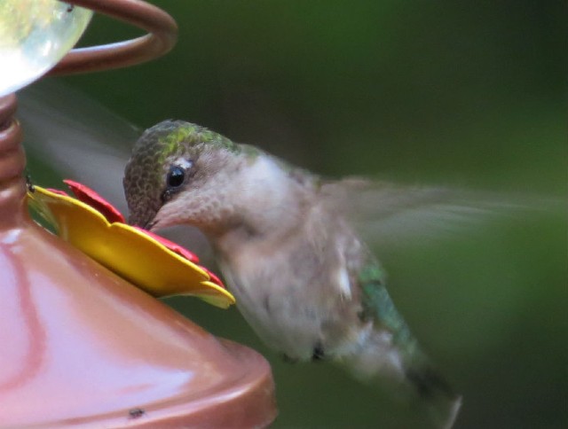 04 Ruby-throated Hummingbird_4131